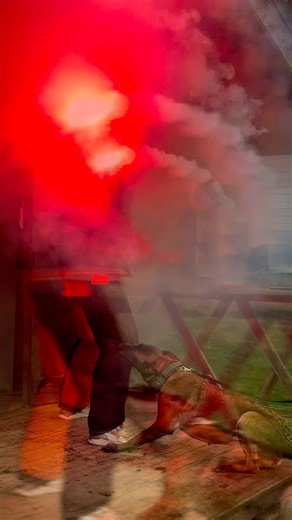 6.2K views · 68 reactions | Formation Agent Cynophile de Sécurité et...