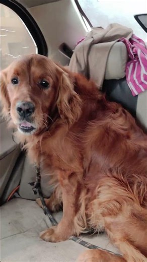 Financer ❤️ #goldenretriever #dogs #trending #viralvideo #youtubeshorts #reels #dog #video #love