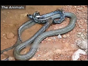 6.9K views · 23 reactions | KING COBRA VS PYTHON!!! | Pitaruah | Facebook