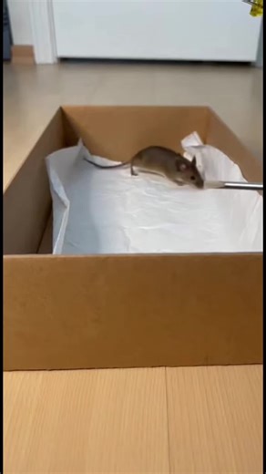 Effective Mouse Repellent Solutions
