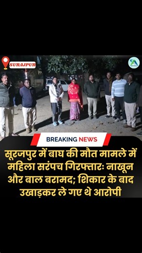 Apna Surajpur on Instagram: "सूरजपुर में बाघ की मौत मामले में महिला सरंपच गिरफ्तारः नाखून और बाल बरामद; शिकार के बाद उखाड़कर ले गए थे आरोपी सूरजपुर में बाघ की मौत के मामले में पहली गिरफ्तारी हुई है। पुलिस ने भैसामुंडा की सरपंच सिस्का कुजूर (37 साल) को गिरफ्तार किया है। गिरफ्तारी के बाद आरोपी सरपंच के पास से दो बाघ के नाखून और बाघ के बाल बरामद किए गए हैं। बाघ की मौत के मामले में उनकी संलिप्तता पाए जाने के बाद उन्हें 15 दिन के न्यायिक रिमांड पर अंबिकापुर जेल भेज दिया गया है। इस मामले में अन्य संदि