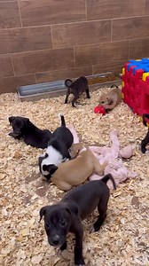 3.4K views · 332 reactions | GIVING TUESDAY DONATION MESSAGE: For...