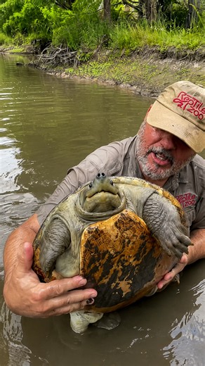 This muddy water was hiding a surprisingly massive terrapin