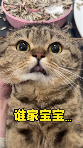巨大的猫砂盆：如何选择与使用