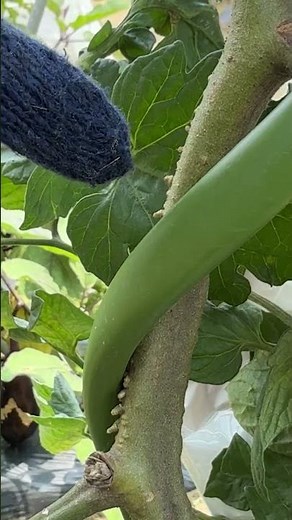 [Tomato Gardening] Warning if Adventitious Roots Appear on Stems! Causes and Solutions Explained ...