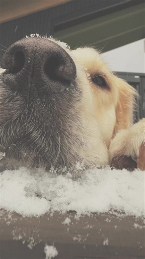 #kennel #norway #dogs #goldenretriever #puppies