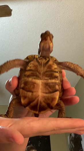 Meet Myrtle the Turtle: A TikTok Sensation