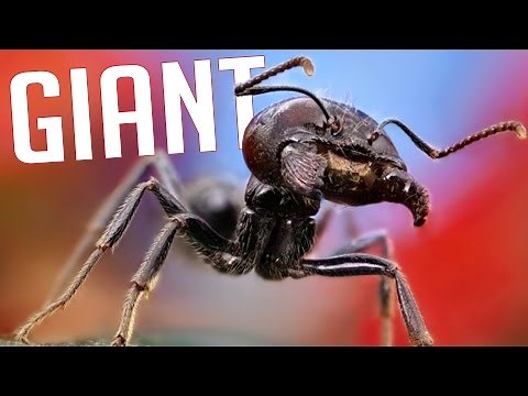GiAnt - Experience the Life of an Ant! (Ant Simulator)