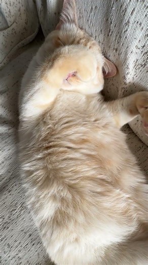 Is Your Little Brother a Logic Cat? Watch This Siamese Cat's Strange Behavior! SiameseCat