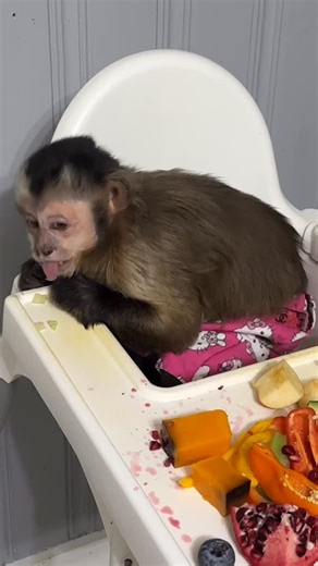 Kiala Capuchin on Instagram: "When you mistakenly grab the onion first thing off your tray. 🤣😂 #capuchin #monkeys #adorable #cute #animals"