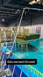 #huntsvillealabama #belgianshepherd #dockdiving | Dog Splash