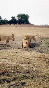 38K views · 232 reactions | The crocodile was busy playing on the shore and unexpectedly fell into the deadly trap of the lions | Discover TV | Facebook