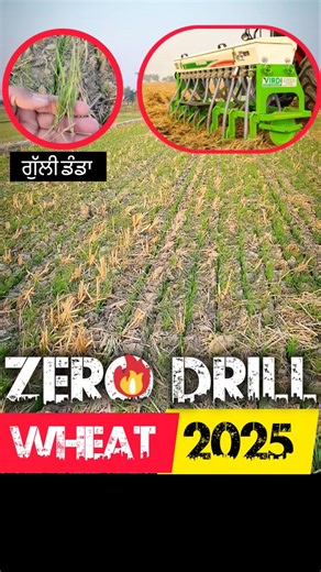 Zero Drill Wheat : Check Kro ਗੁੱਲੀ ਡੰਡਾ 2025 #shorts