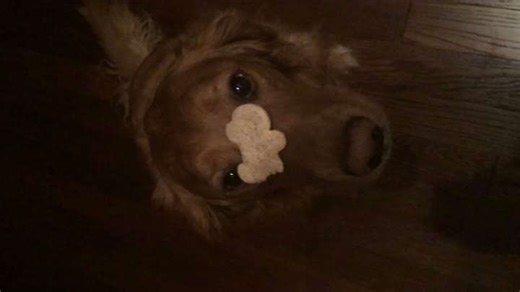 Treat on Nose Challenge: Balance, Catch, Bite!