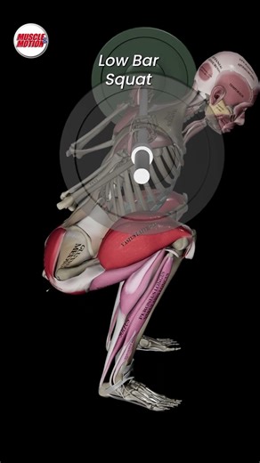 High Bar vs. Low Bar Squat: Which One Should You Choose? 🏋️‍♂️