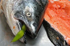 Can carnivorous farmed fish go vegetarian?