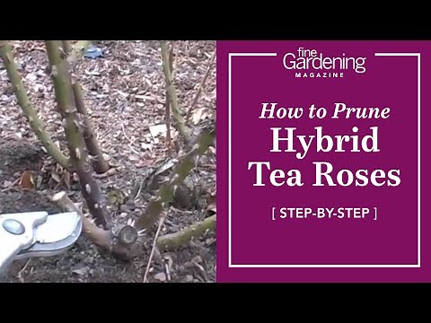How to Prune Hybrid Tea Roses