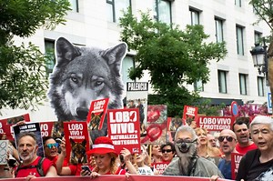 Madrid se llena de aullidos por el lobo: miles exigen su protección y el fin de su caza