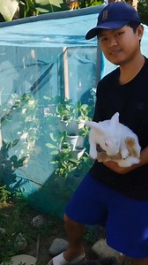 Flea beetles are small, jumping insects that commonly attack leafy vegetables like pechay | Lyle Felia