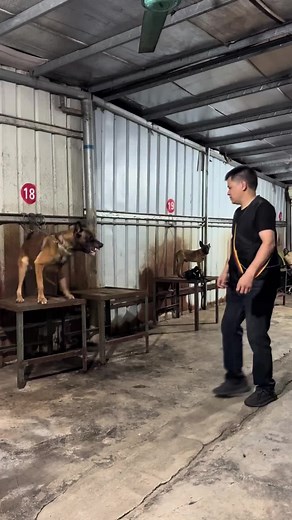 Aggressive dog training #dogtraining #dogtrainer #dogsoftiktok #petsoftiktok #puppiesoftiktok