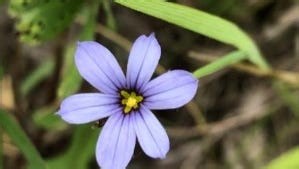 Blue-eyed grass is a versatile Ohio native plant