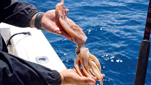 Giant squid catches sea monster