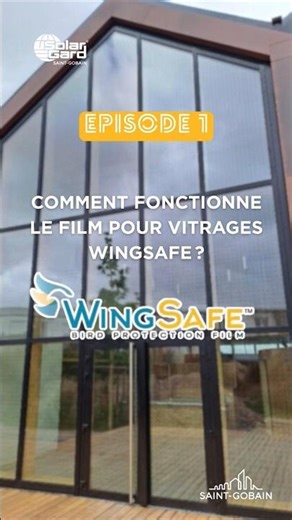 [#Birds] Comment protéger les oiseaux des collisions contre les fenêtres avec Solar Gard ?