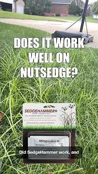 Nutsedge control with Sedgehammer | Sedgehammer+