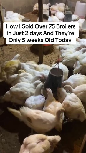 Successful Poultry Farming: Sell 75 Broilers in 2 Days