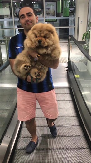 From Smol Floooff to Teddy Bear: Chow Chow Transformation
