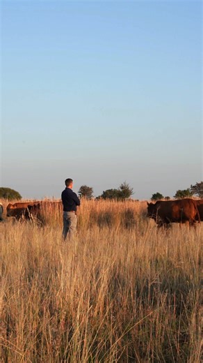 Vir ons is Tuli-teel meer as net boerdery - dis ’n passie, ’n nalatenskap en ’n storie wat gedeel moet word. Ons nooi jou na die Wildrock TULI Veiling! 🐂 📅 7 November 2025 📍 Vleissentraal, Kimberley Veemark Wildrock Tuli's Vleissentraal Tuli Cattle Breeders' Society of SA | Bona Bona Livestock