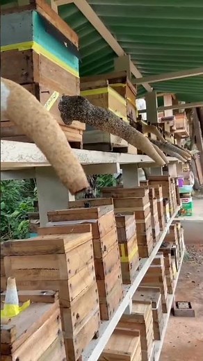 Peternakan Lebah Klanceng Terbaik dan Terbersih Di Indonesia