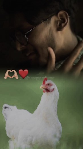 Murgi Song Compilation Bangladesh