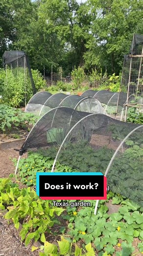 Do you think #shadecloth works? This is a garden resource that I have used throughout the year for season extension, and establishing seedlings 👍🏼✨ #KeepItOrganic #organicvegetablegardening #urbanorganicgardener #urbangardening #raisedbedgardening #raisedbedgarden #squarefootgardening #centraltexasgardener #organicgardeningeducator #newgardenroad #zone8b #savesoil #austingardening #texasgardening