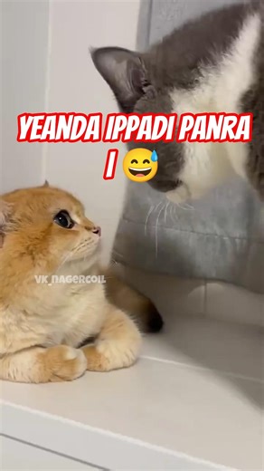 Yeanda Ippadi Panra | 🤣 #shortvideos #shortsviral #shortsfeed #viralvideos #comedy #comedyshorts