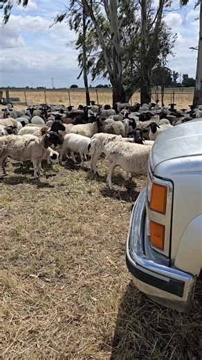 Dorper Sheep: Traits & Grazing Benefits