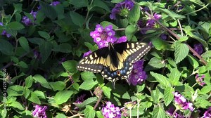 4K HD video Western Tiger Swallowtail butterfly, also called the American Swallowtail or Parsnip Swallowtail. Drinking nectar from purple and white lantana flowers