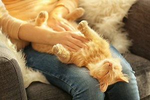 Why Does My Cat Love Belly Rubs? - (4 Reasons Explained)