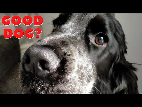 The Loyal And Loving COCKER SPANIEL: A Breed Guide