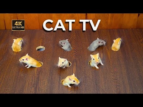 Cat TV 🐾 Mouse Hide and Seek, Non-Stop Mouse Chase for Cats! 8H 4K Cat TV Fun