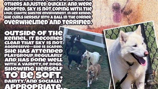 Sky Needs Out Before Shelter Stress Breaks Her Spirit-has $500 sponsorship!