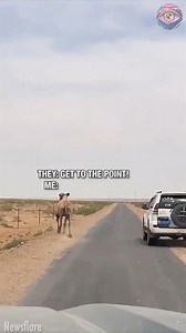 This animal knows exactly what he's doing😂 | Bright Side Fun