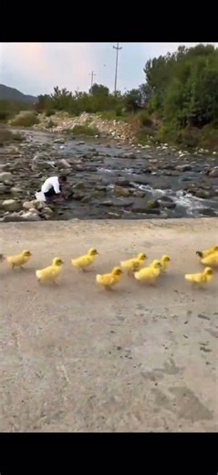Dog Playing With Ducks 🐶🦆 — The Cutest Unexpected Friendship