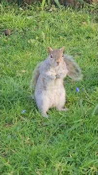 🐿 Squirrels from Grove Park: Little poser back 😁#bekindtoanimals