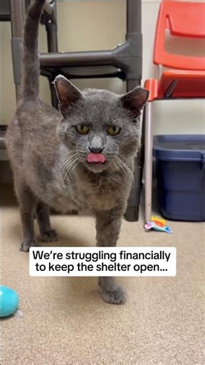 Please help my shelter ❤️