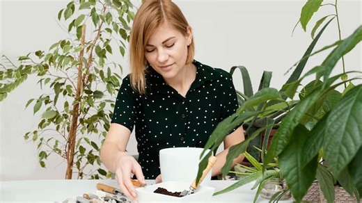 Gardening Tips: इन टिप्स की मदद से लगाएं हरा-भरा पपीरस पौधा और ऐसे करें देखभाल | how to grow and care for papyrus plant | Herzindagi