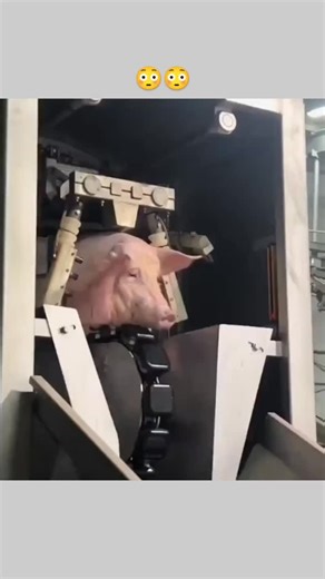 Mind Flex | The post features a graphic video of a pig restrained in a slaughterhouse and stunned via captive bolt gun, a method a 2024 study in the... | Instagram