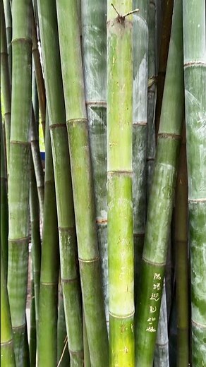 Bamboo Forest in China 🎋 Nature’s Green Giants #bamboo #asia