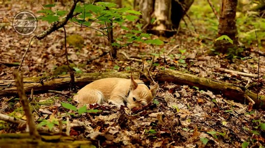 28K views · 823 reactions | Bushcraft Camping In The Forest With Tarp Shelter | Lonewolf 902 | Facebook