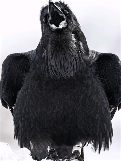 By Far, by favorite Raven photo to date. Check out that detail! #photography #birdsoftiktok #birds #ravens #wildlifephotography